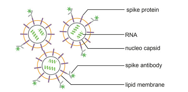 Specific detection of SARS-CoV-2 corona virus from cell culture supernatants by fluorescence-based Nanoparticle Tracking Analysis