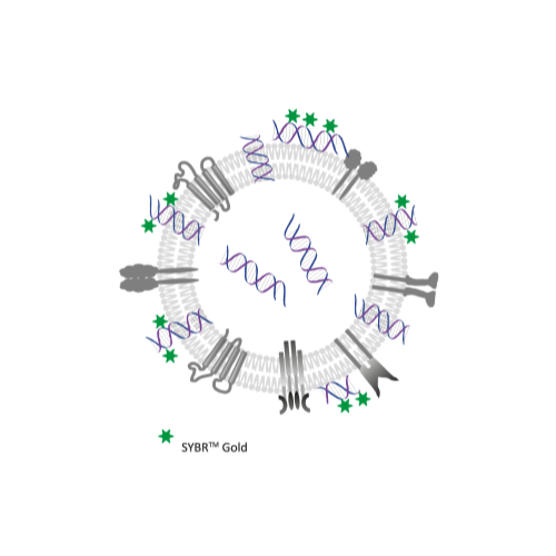 Detection of nucleic acid cargo in EVs by using Fluorescence Nanoparticle Tracking Analysis