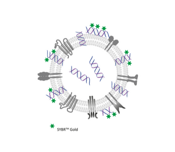 Detection of nucleic acid cargo in EVs by using Fluorescence Nanoparticle Tracking Analysis