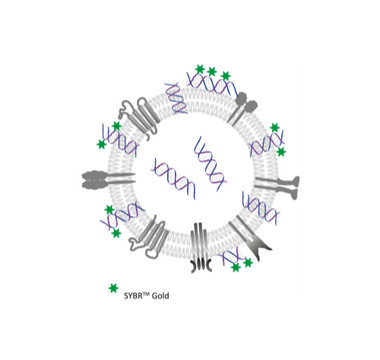 Detection of nucleic acid cargo in EVs by using Fluorescence Nanoparticle Tracking Analysis