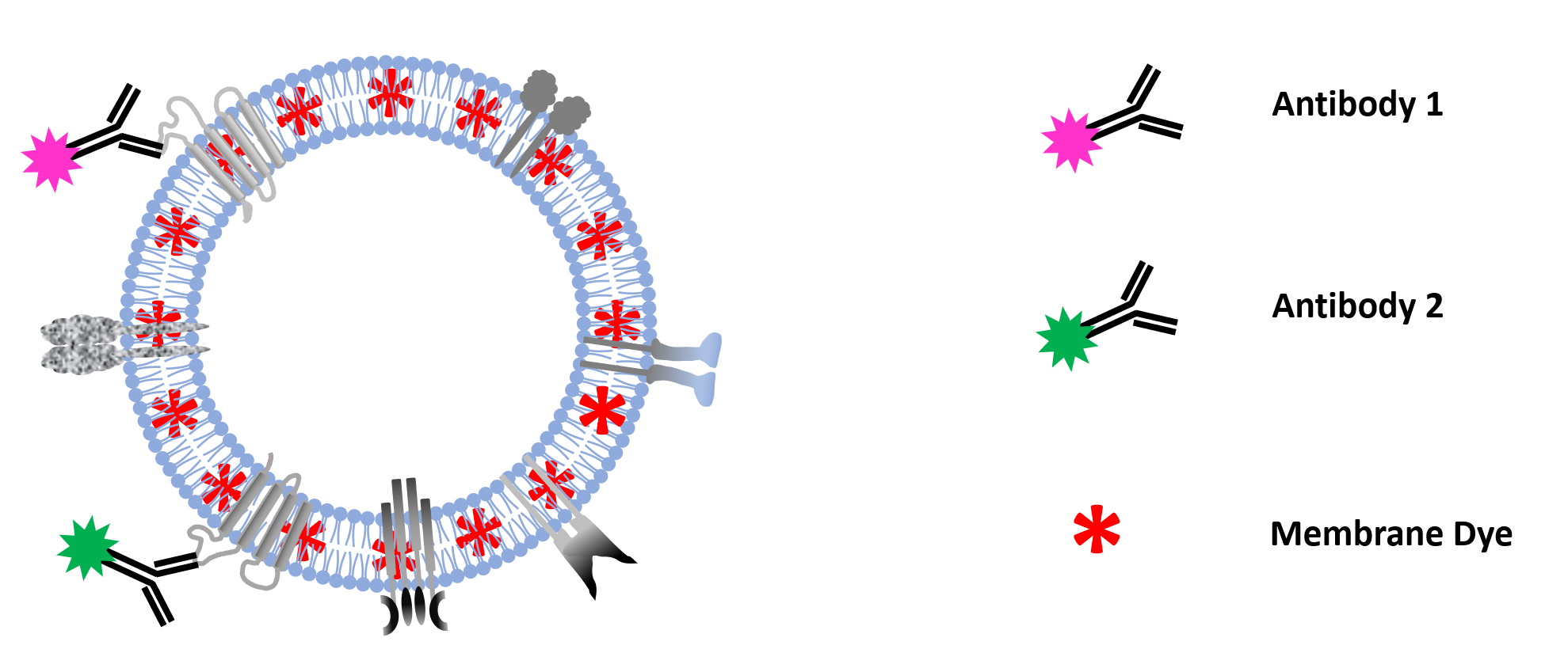 Colocalization-NTA of multi-stained platelet derived MSC-EV preparations