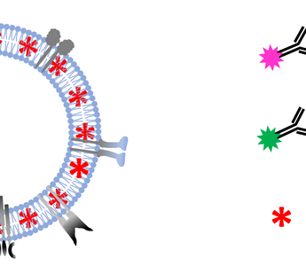 Colocalization-NTA of multi-stained platelet derived MSC-EV preparations