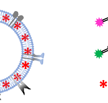 Colocalization-NTA of multi-stained platelet derived MSC-EV preparations