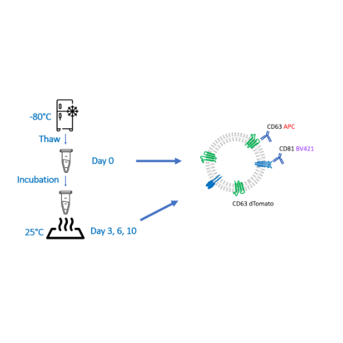 Use of Fluorescence Nanoparticle Tracking Analysis for quality assessment of EVs