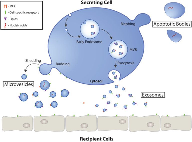 Visualization of Cell Secreting Exosomes, Apoptotic Bodies and Microvesicles