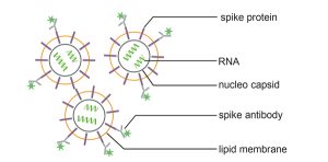 Figure 2: SARS-CoV-2 B.1 wild type and delta variant were specifically detected by using a spike antibody conjugated with Alexa Flour™ 488.
