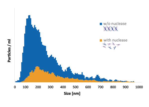 Particle size distribution of SYBR™ Gold labelled EVs incubated with and without a nuclease prior NTA measurement.